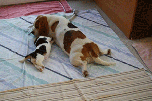 Beaglewelpe will trinken